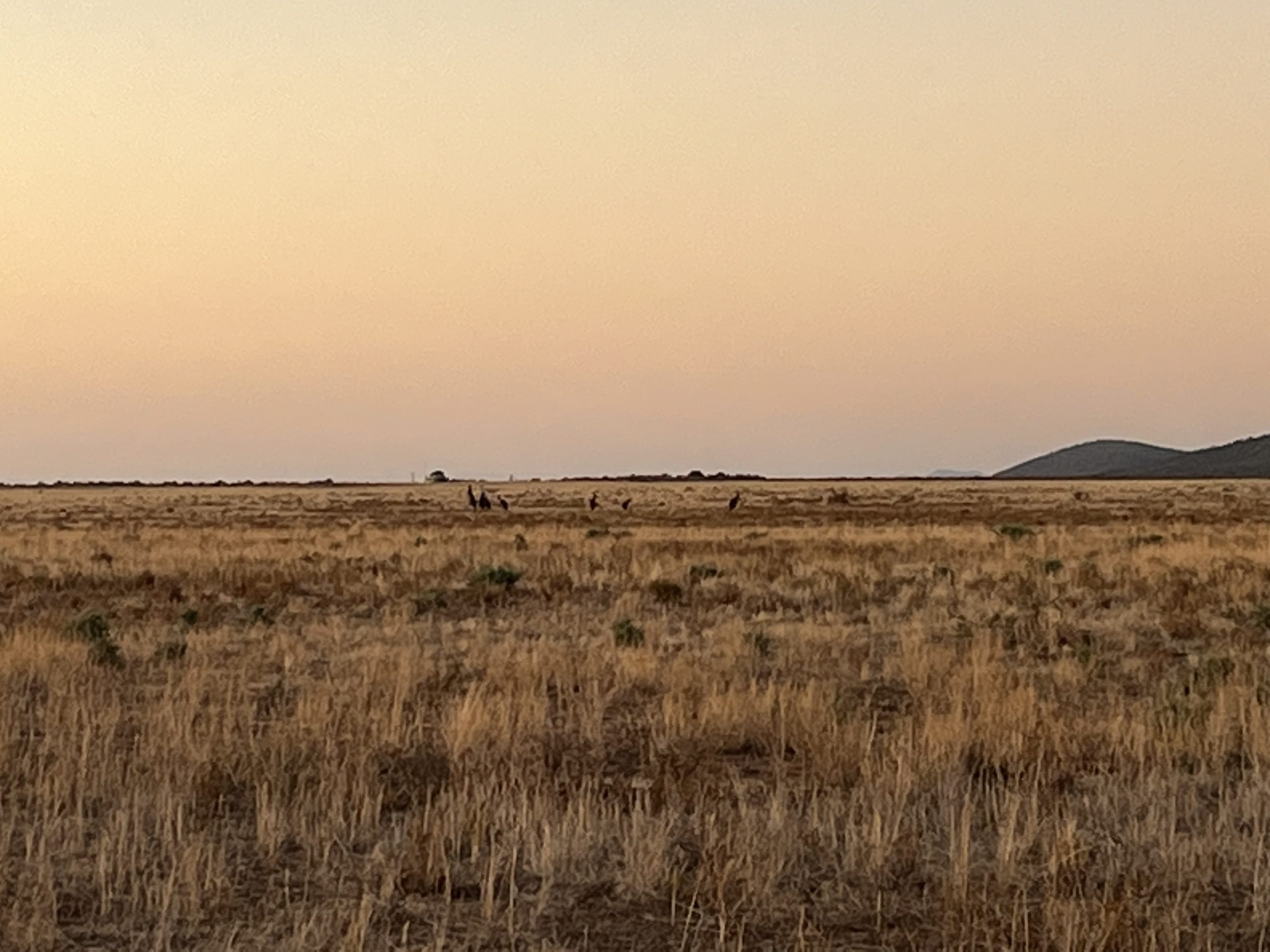 Evening light in a farm paddock the sky is peachy orange and there are kangaroos hiding in the dead yellow grass.