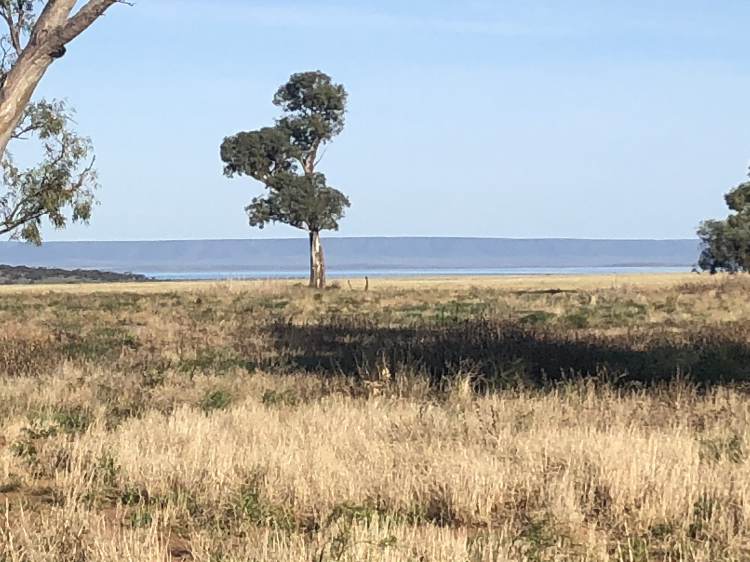 A lone gumtree in a farm paddock with the blue of the Spencer Gulf in the background